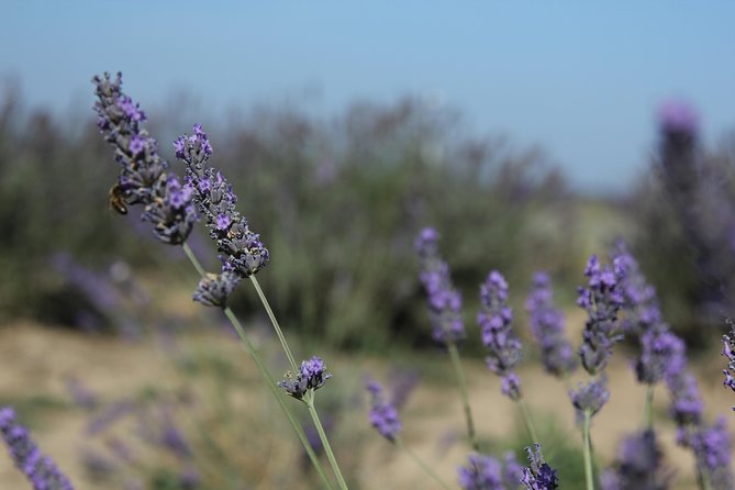 Lavender Tour Sault from Marseille - Gordes free time: the best use of your two hours