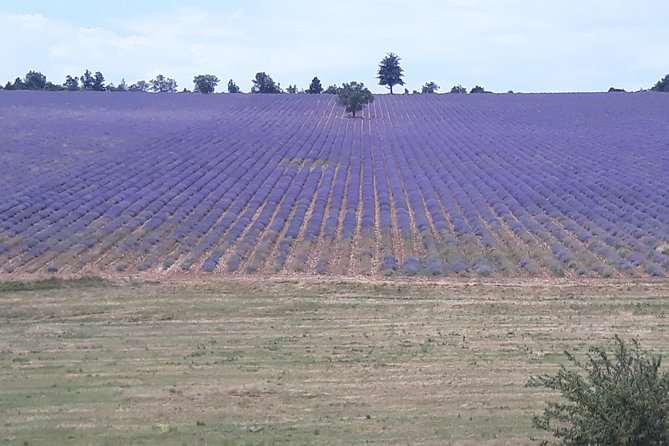 Lavender Tour Sault from Marseille - Abbaye Notre-Dame de Senanque: the best kind of stop, if you plan right