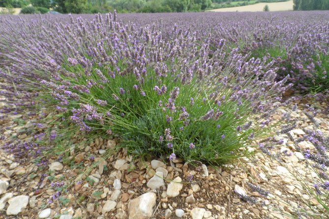Lavender Tour Sault from Marseille - Bloom-season reality: the part you should plan for