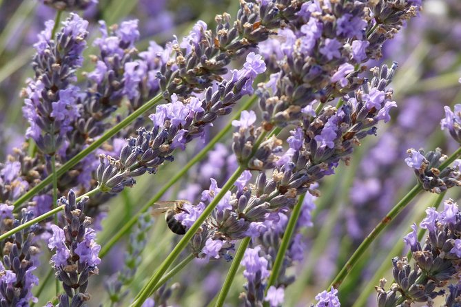 Lavender Tour Sault from Marseille - The small-group pace (max 8) you’ll feel from the first stop