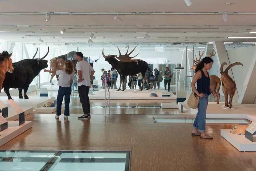 Marseille: Cosquer Cave Ticket & Panier District Audio Tour - FAQ