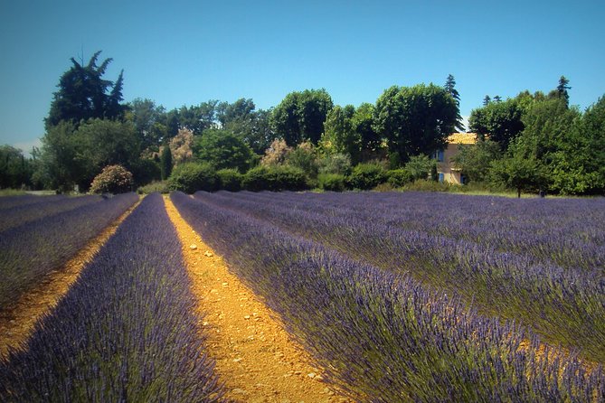 Provence Lavender Fields Tour from Aix-en-Provence - How the Guide Talks Lavender: Varieties and Harvest Reality