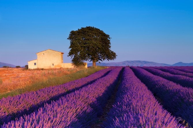 Provence Lavender Fields Tour from Aix-en-Provence - Value Check: Is $108.89 a Good Deal?