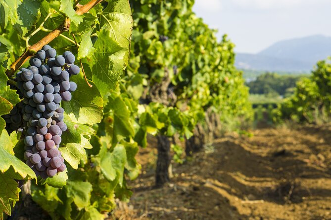 Provence Small Group Wine Full Day Tour in Chateauneuf du Pape vineyard from Aix - Transport, Timing, and the Smoothness Factor