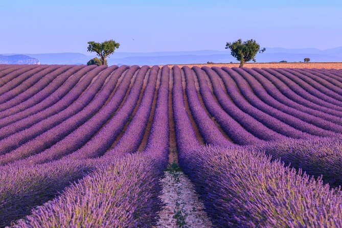 Small Group Marseille Shore Excursion: Lavender Tour - Key points to know before you go