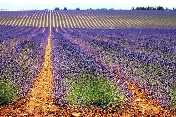 Small Group Marseille Shore Excursion: Lavender Tour - Stop Two: Les Grandes Marges and the Local Producer Stop