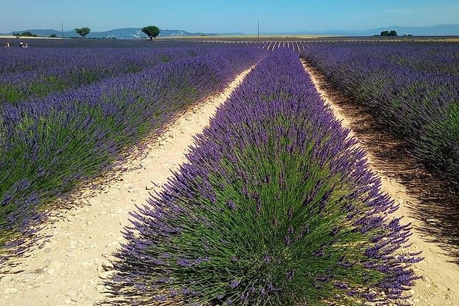 Small Group Marseille Shore Excursion: Lavender Tour - Price and Value: What $179.03 Covers (and What It Doesn’t)