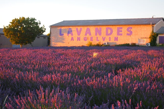 Sunset Lavender Tour in Valensole with pickup from Marseille - Marseille pickup and what you’re paying for