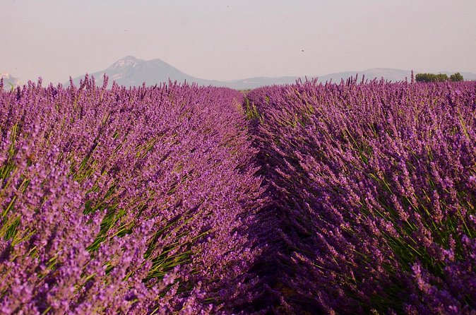 Sunset Lavender Tour in Valensole with pickup from Marseille - The real schedule tradeoff: sunset is magic, but the clock runs