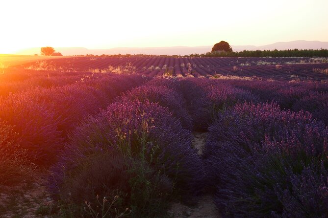 Sunset Lavender Tour in Valensole with pickup from Marseille - Should you book this Sunset Lavender Tour from Marseille?
