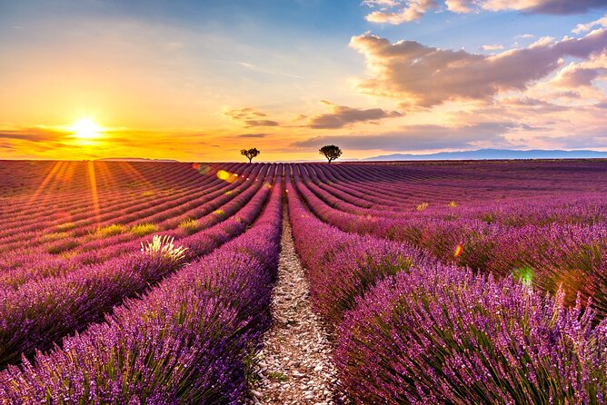 Visit the lavender fields, the Gorges du Verdon and Moustiers. - Plateau de Valensole lavender: best odds in June and July