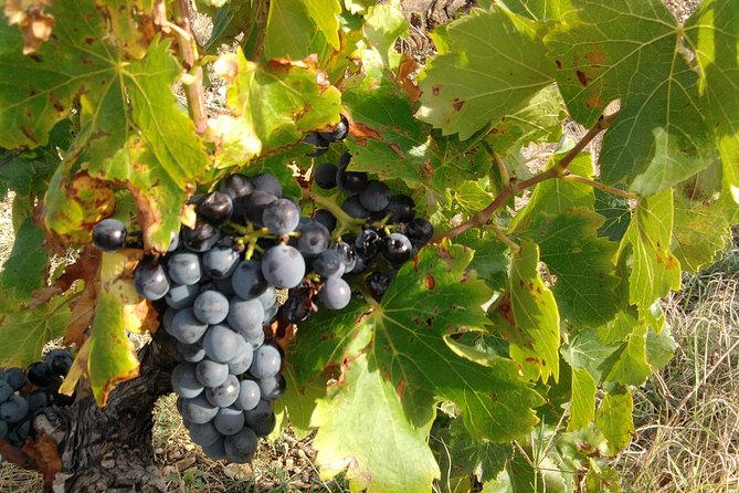 Wine Tour Bandol & Cassis from Marseille - Getting the most out of two tastings without rushing your palate