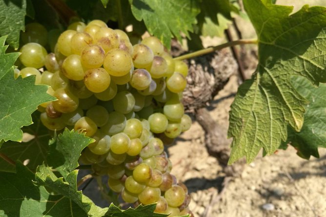 Wine Tour Bandol & Cassis from Marseille - Price and value: what you’re paying for (and what you’re not)